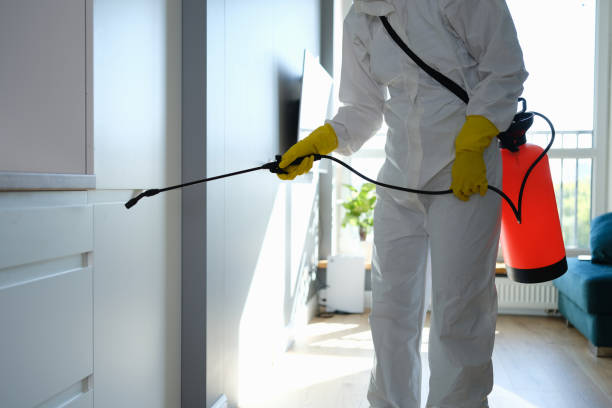 Mold Removal Process in Freeland, WA